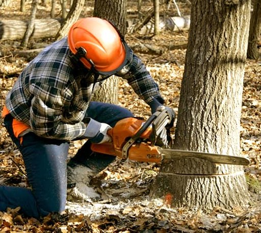 Tree Removal in Sharon, OK